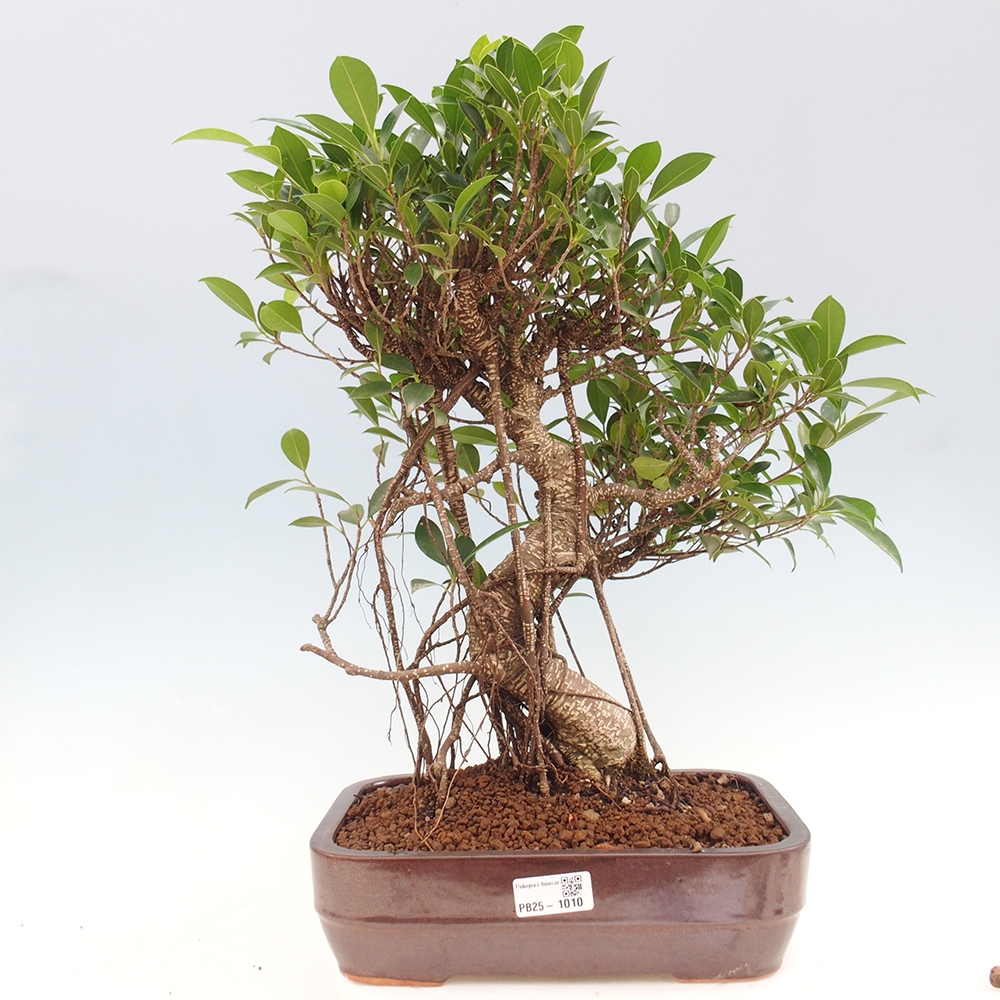 Indoor bonsai - Ficus kimmen - small-leaved ficus