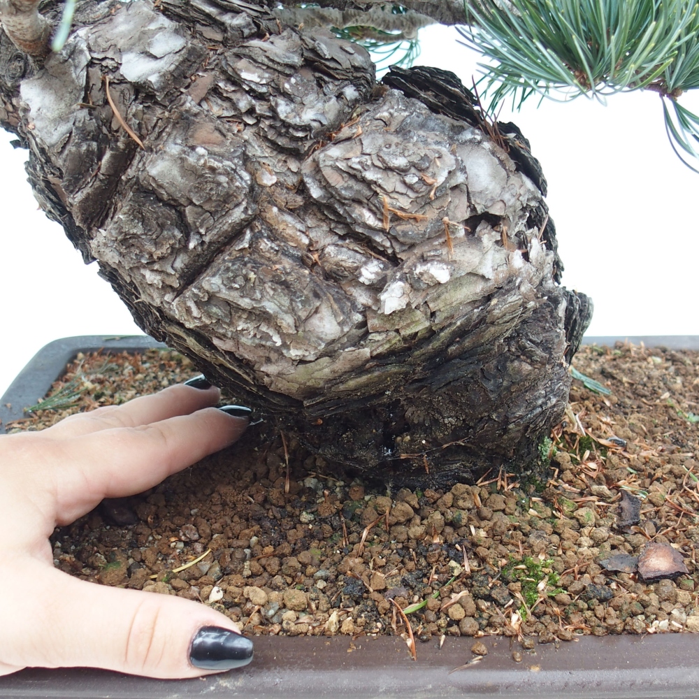 Outdoor bonsai - Pinus parviflora - Small pine tree