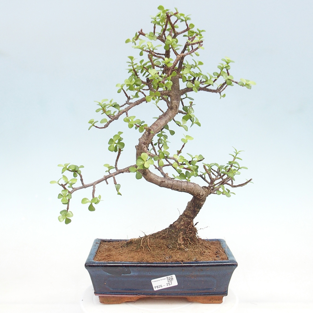 Room bonsai - Portulakaria Afra - Tlustice