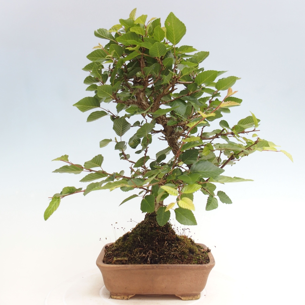 Outdoor bonsai -Carpinus CARPINOIDES - Korean hornbeam