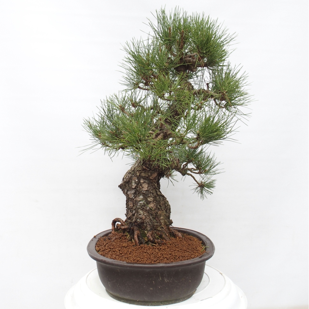 Outdoor bonsai - Pinus thunbergii - Thunberg pine