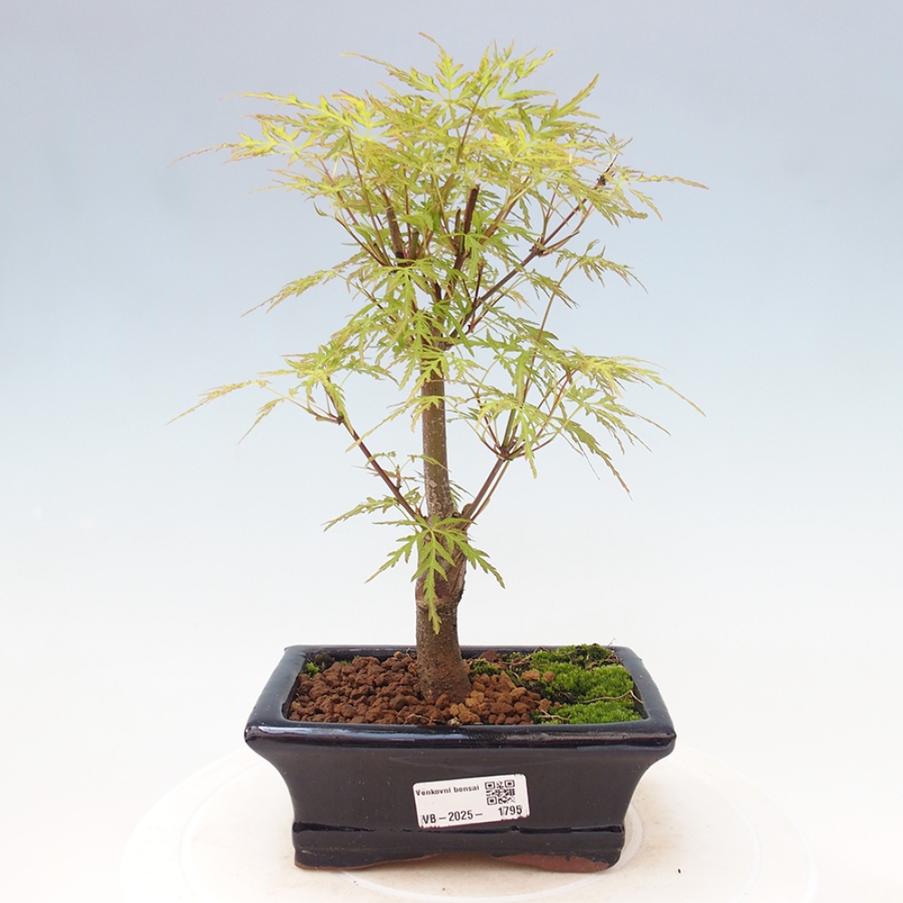 Outdoor bonsai - Acer palmatum Dissectum - Japanese Maple 