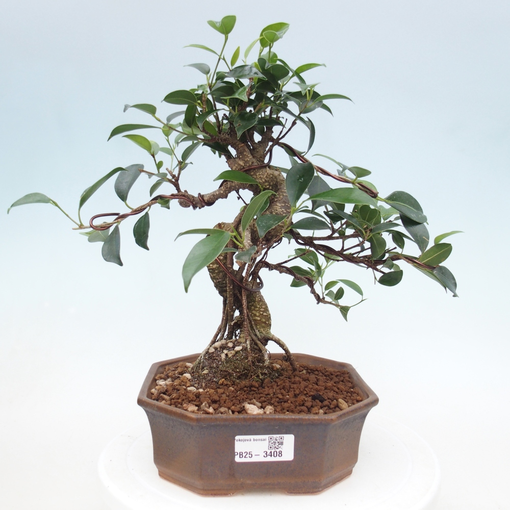 Room bonsai - Ficus retusa - small-leaved ficus