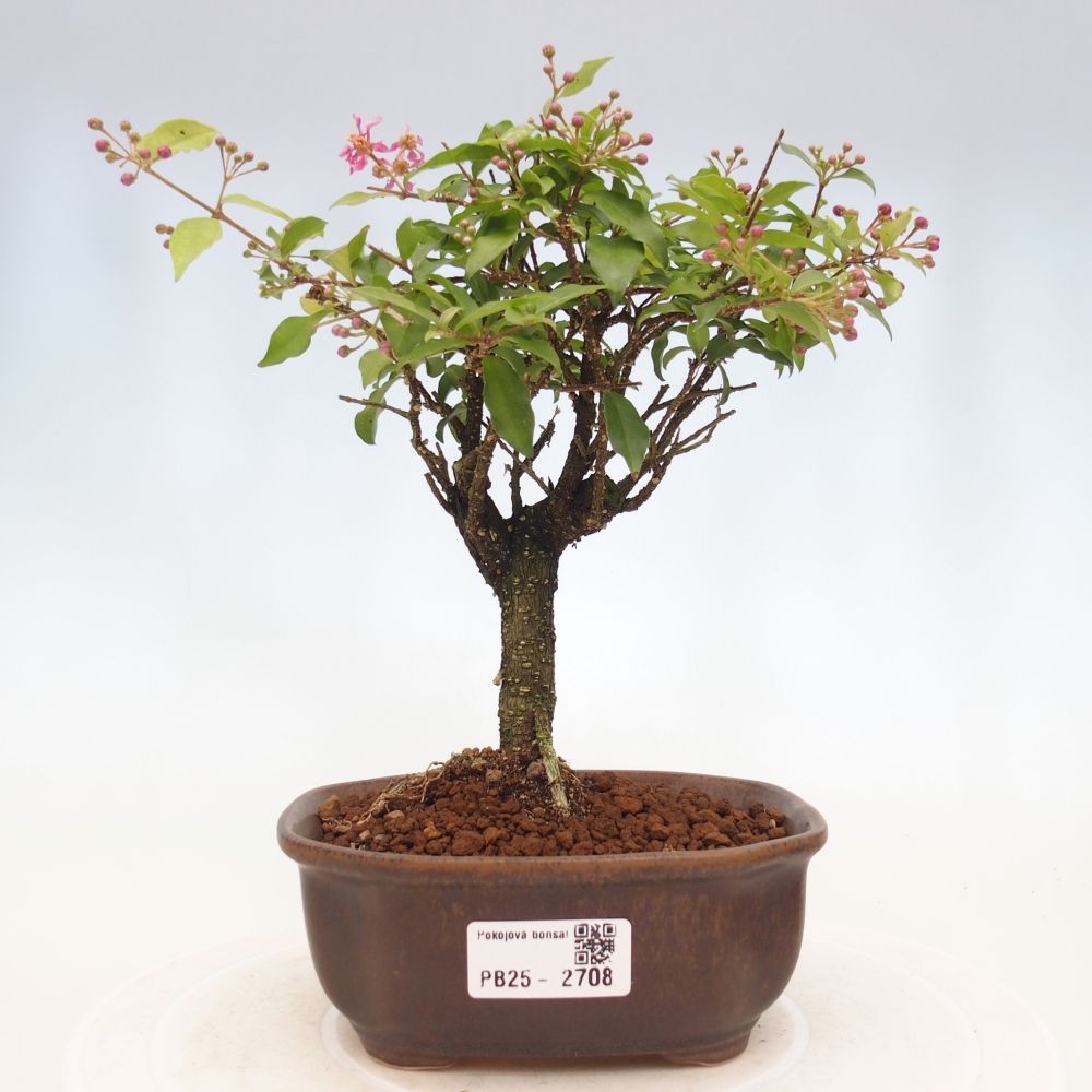 Room bonsai - Malpighia coccigera- Barbdorian cherry