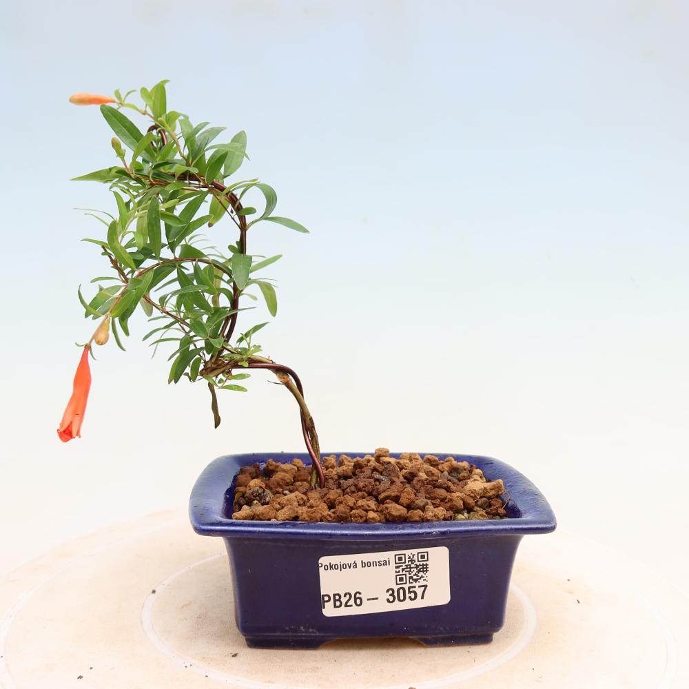 Room bonsai-PUNICA granatum nana-Granate apple