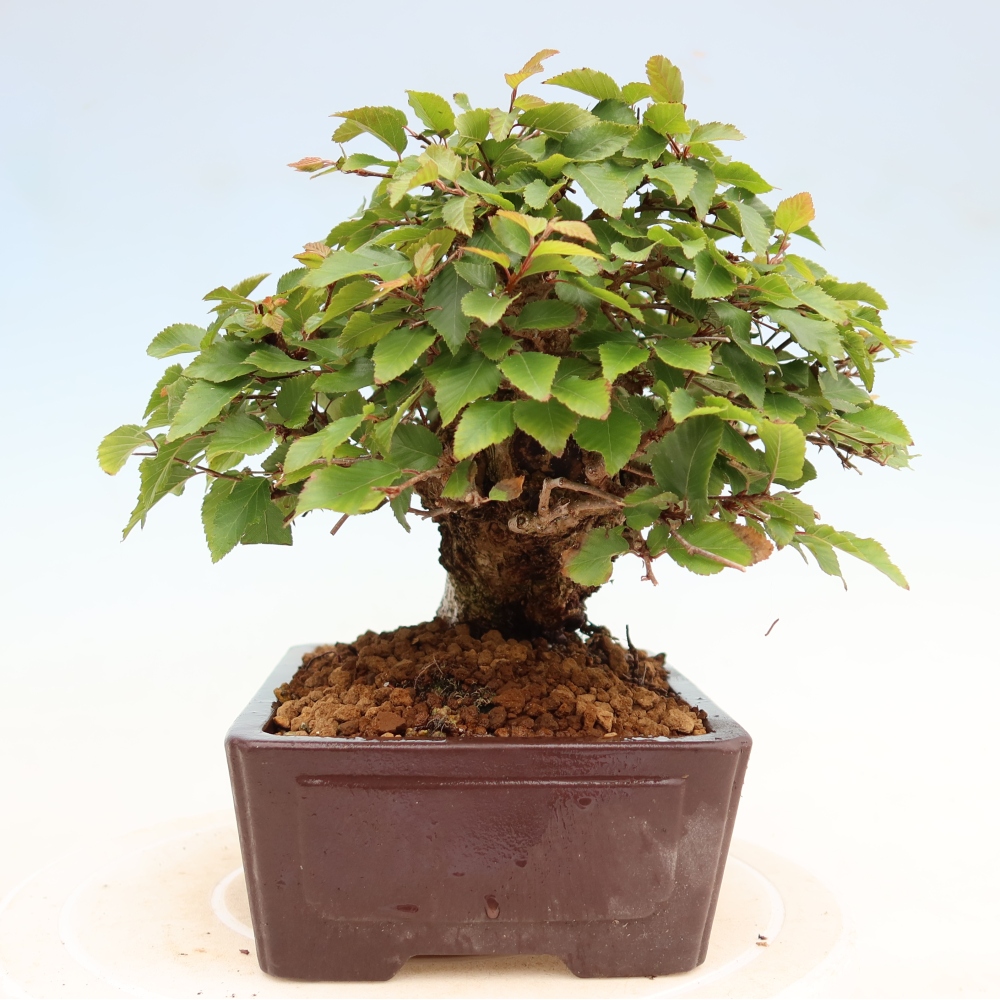 Outdoor bonsai -Carpinus coreana - Korean Hornbeam