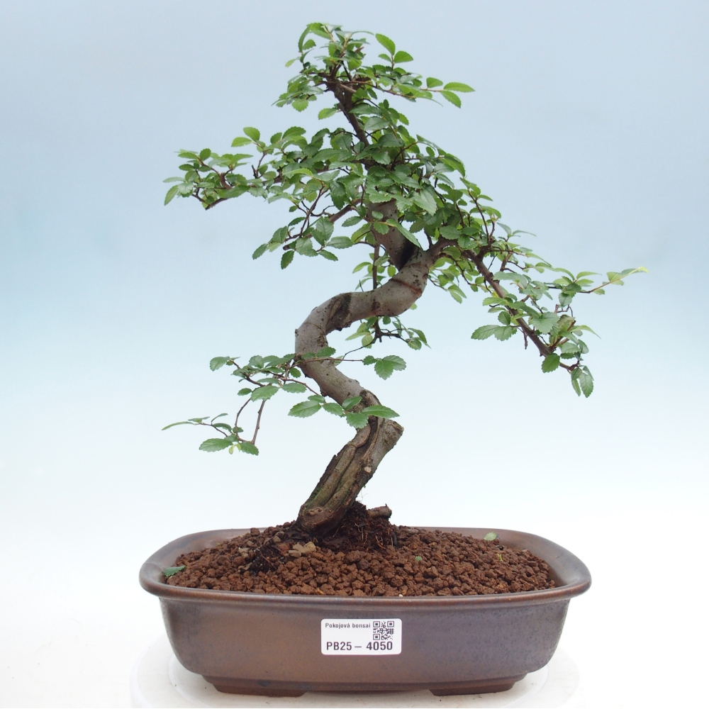 Room bonsai - Ulmus parvifolia - Small-leaved elm