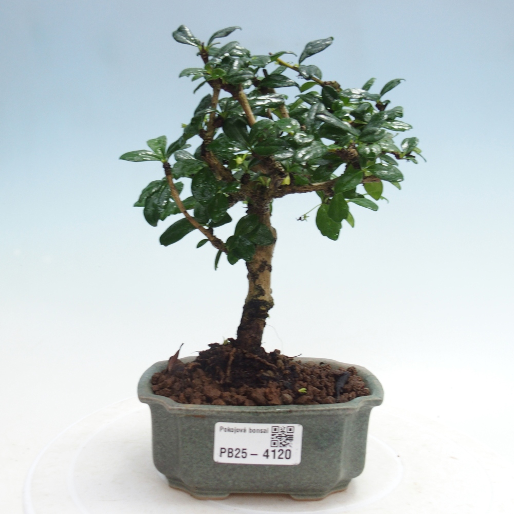 Room bonsai - Carmona macrophylla - Tea fuki