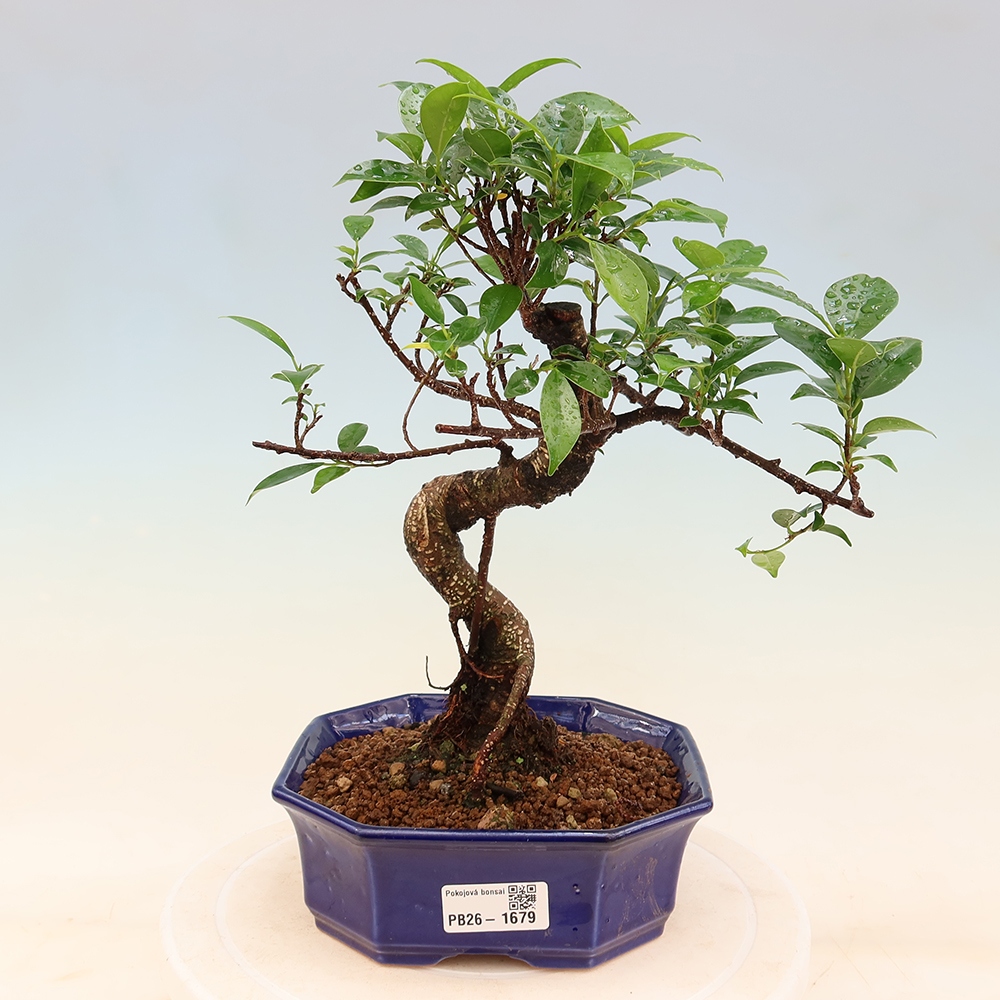 Room bonsai - Ficus retusa - small-leaved ficus