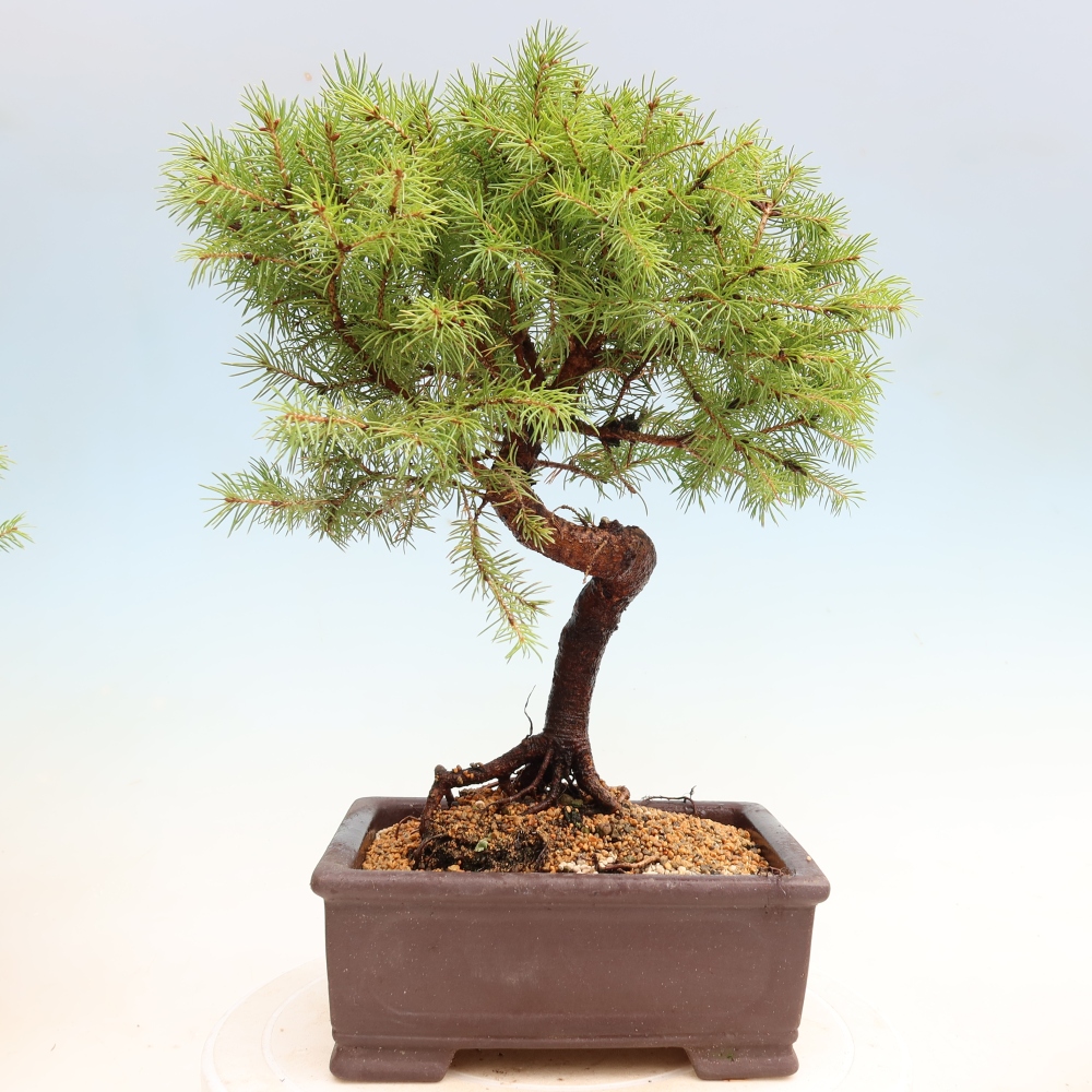 Outdoor Bonsai - Blue Spruce - Picea glauca 'Globe'