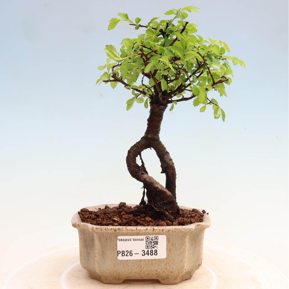 Room bonsai - Ulmus parvifolia - Small-leaved elm