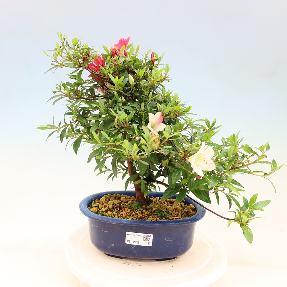 Outdoor bonsai - Japanese Azalea - Azalea Suigootome