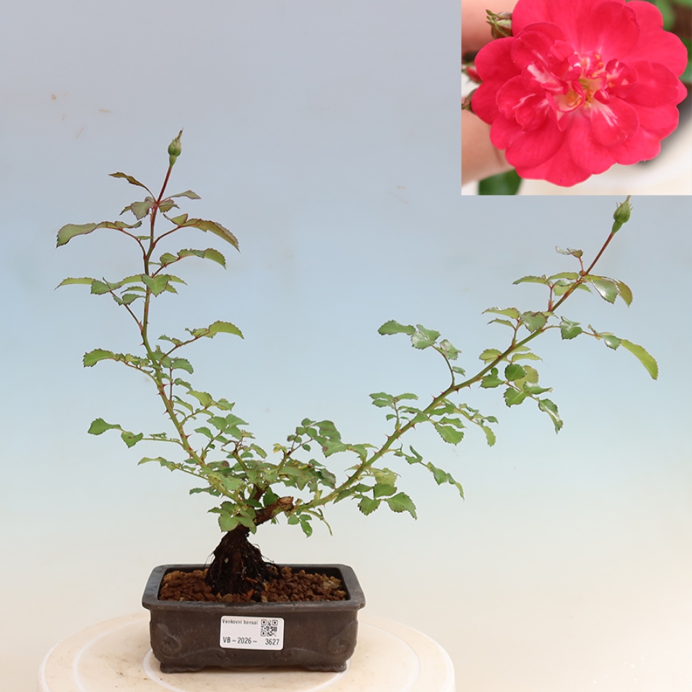 Outdoor Bonsai - Rosa Kordes - Rose