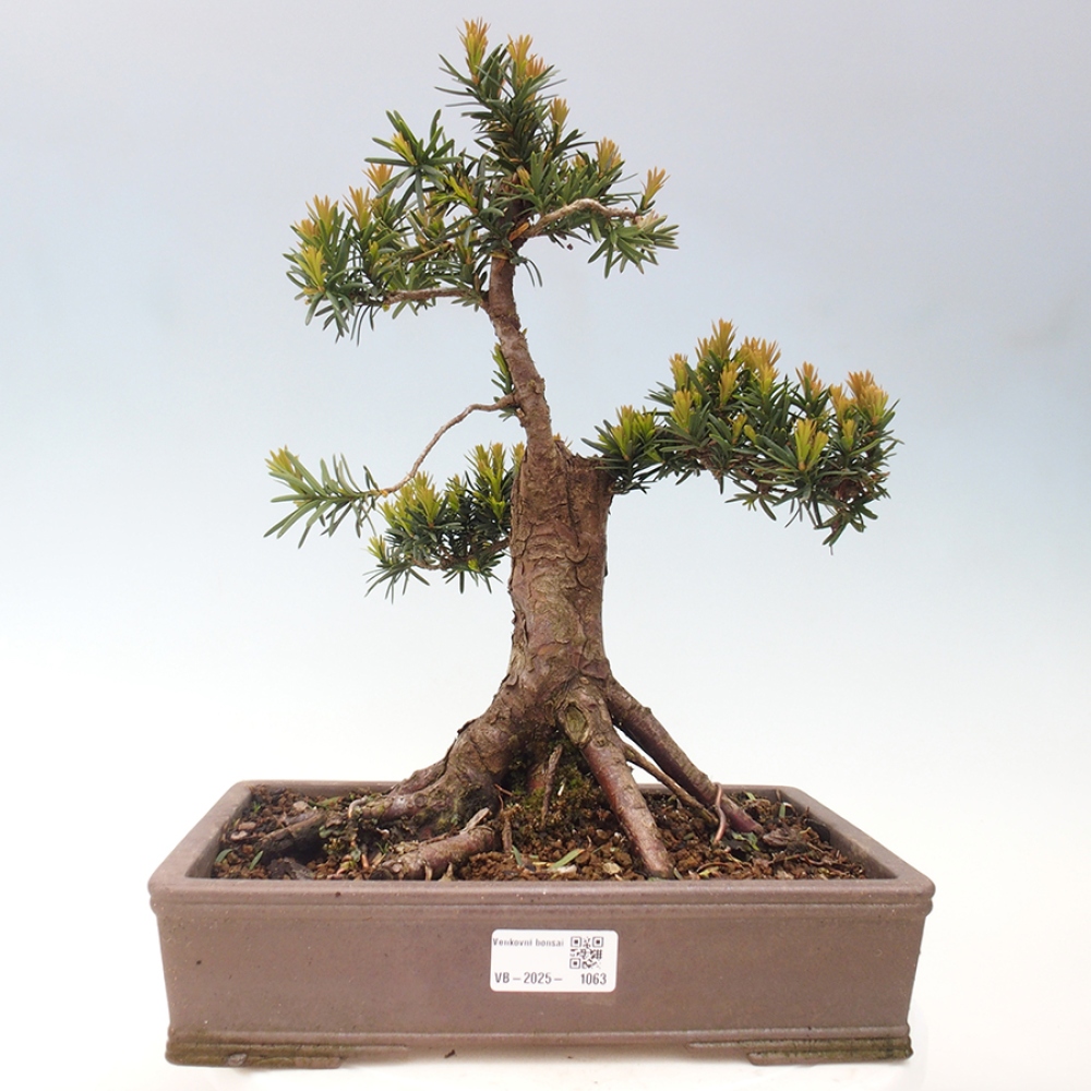 Outdoor bonsai - Taxus cuspidata - Japanese yew