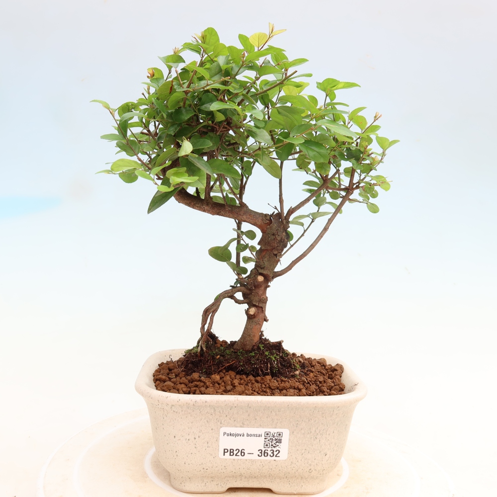 Room bonsai - Sageretia thea - Sageretia thea