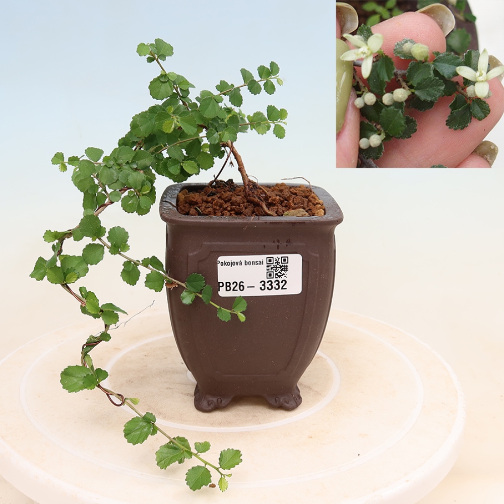 Room bonsai - Grewia sp. - Grewia malafolia