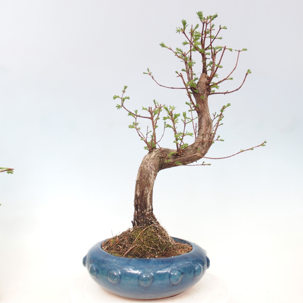 Outdoor bonsai - Metasequoia glyptostroboides - Chinese Metasequoia