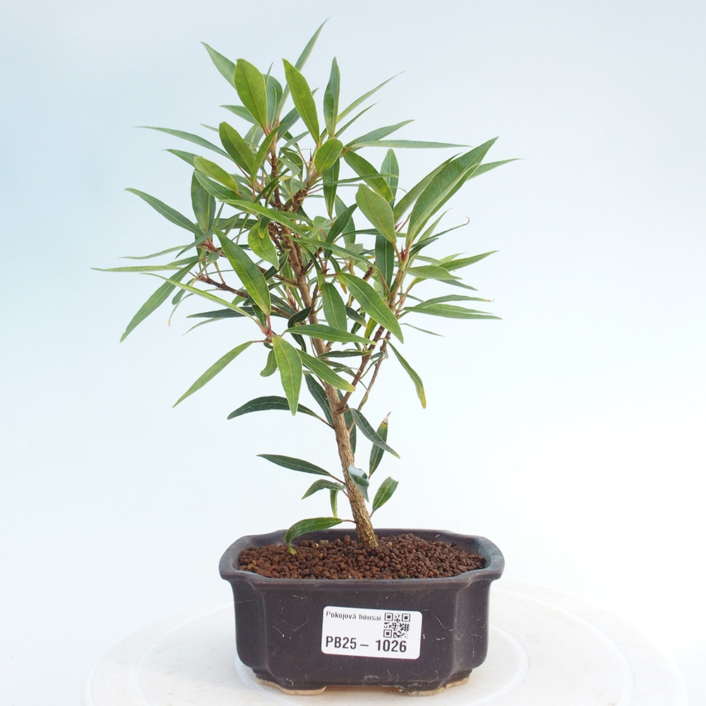 Indoor bonsai - Ficus nerifolia - small-leaved ficus