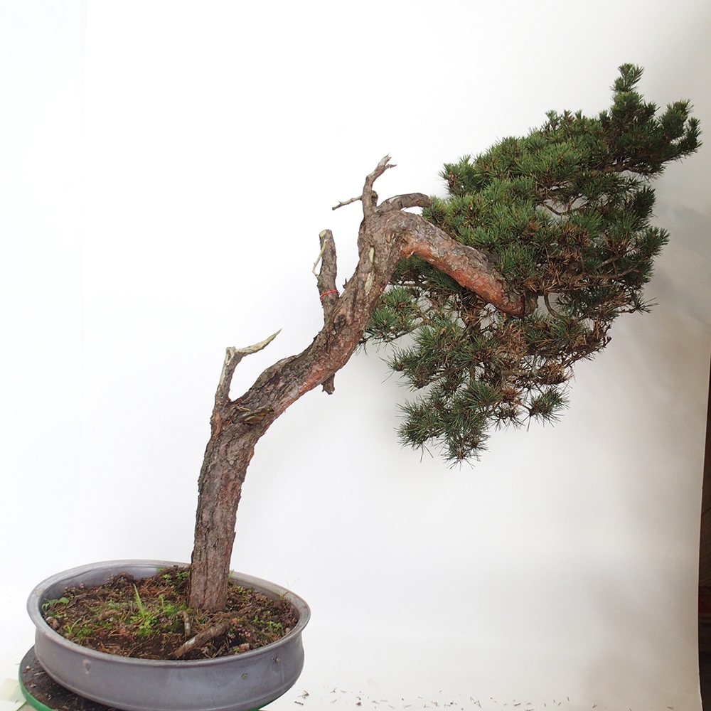 Yamadori - Pinus sylvestris Spain