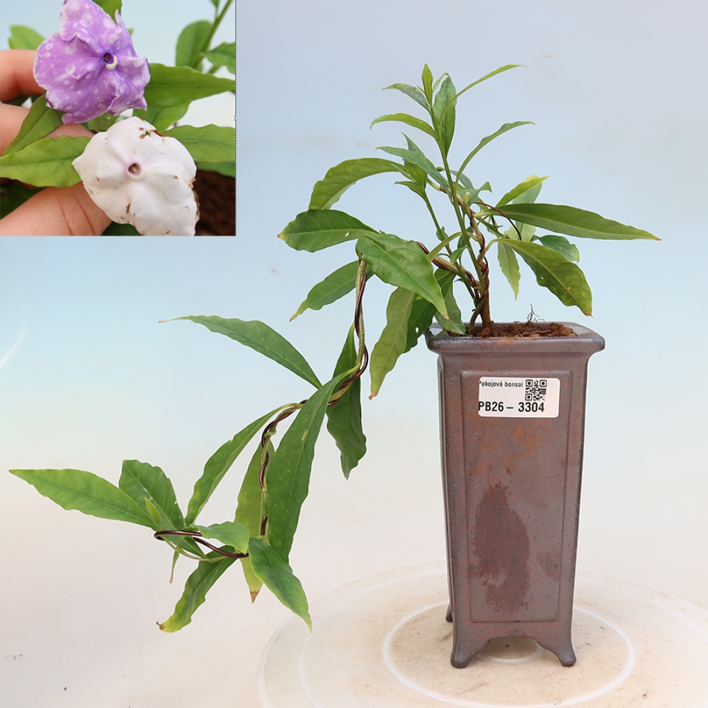 Indoor Bonsai - Costa Jasmine Plant - Brunfelsia