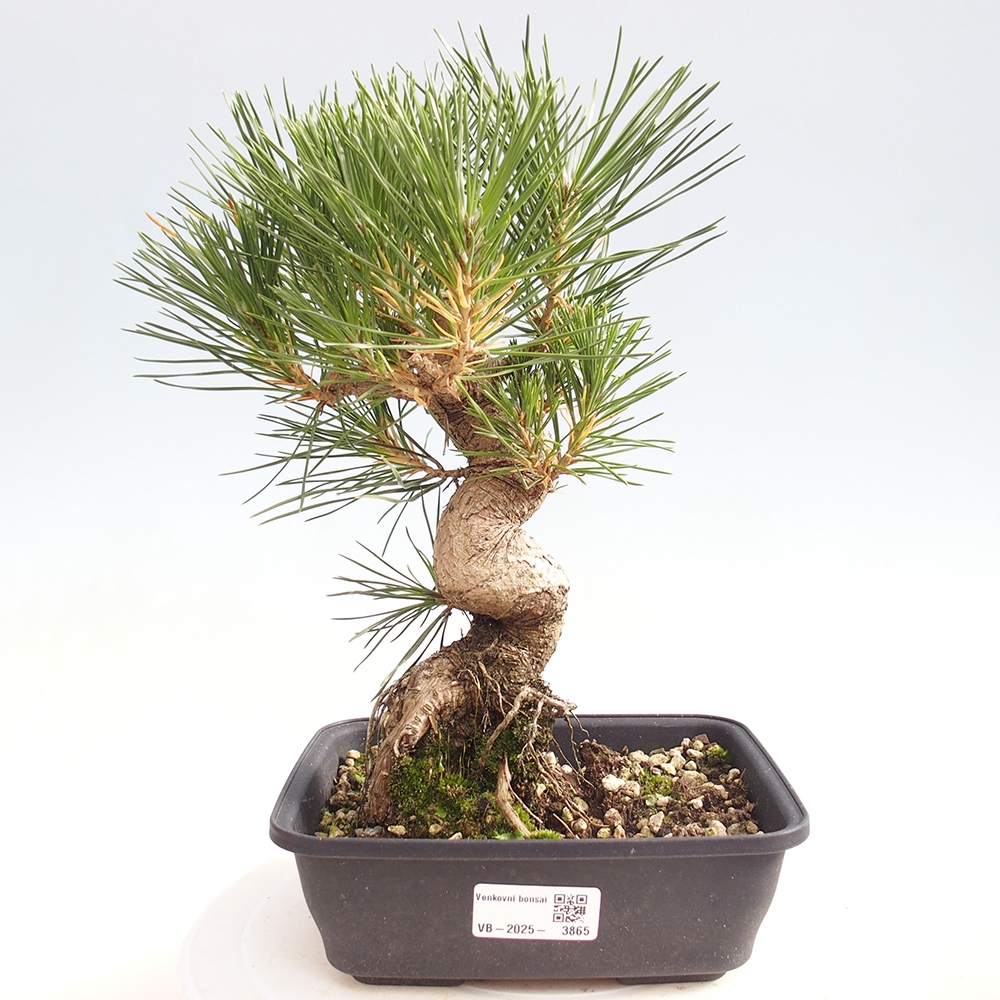 Outdoor bonsai - Pinus thunbergii - Thunberg pine