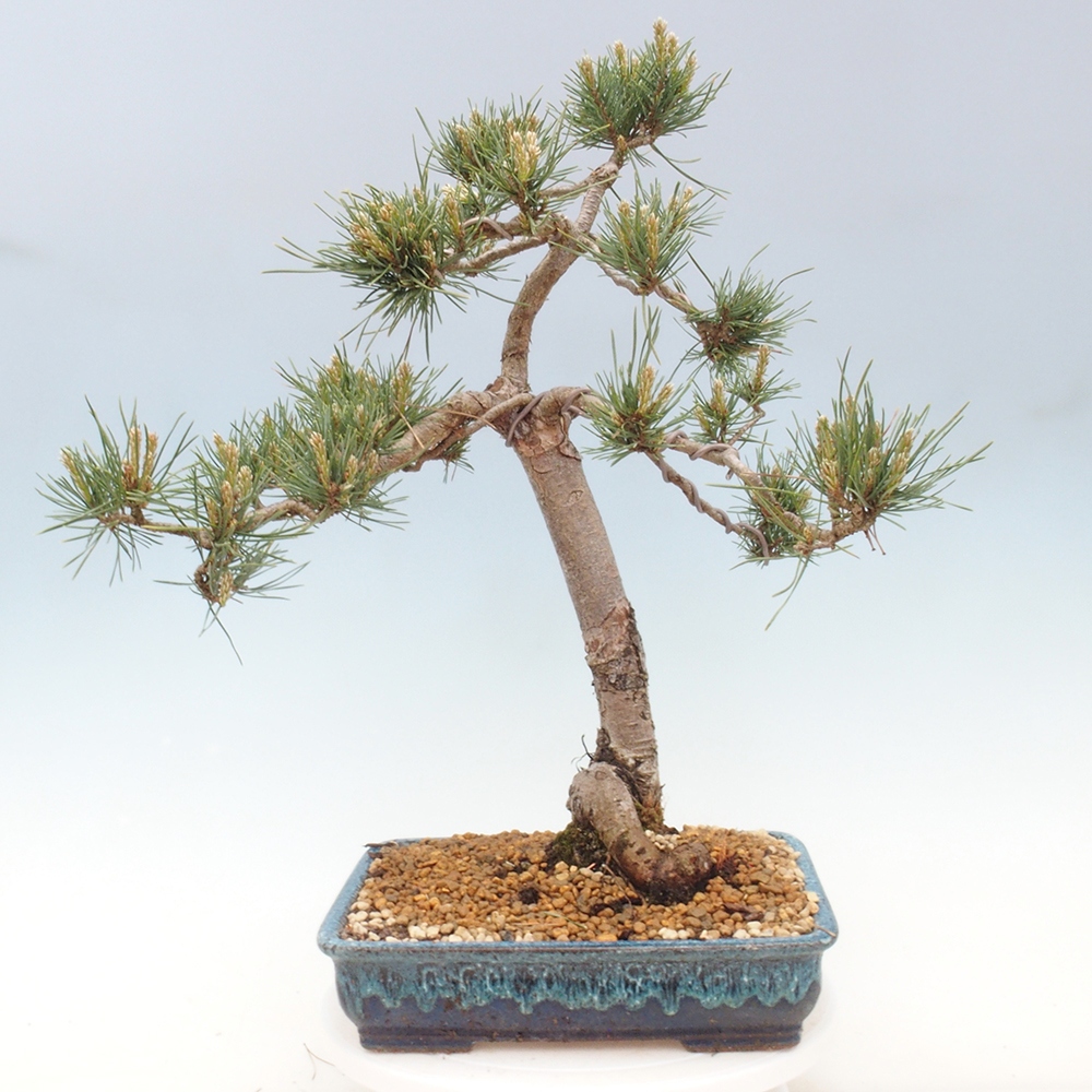 Outdoor bonsai - Pinus Sylvestris - Scots pine