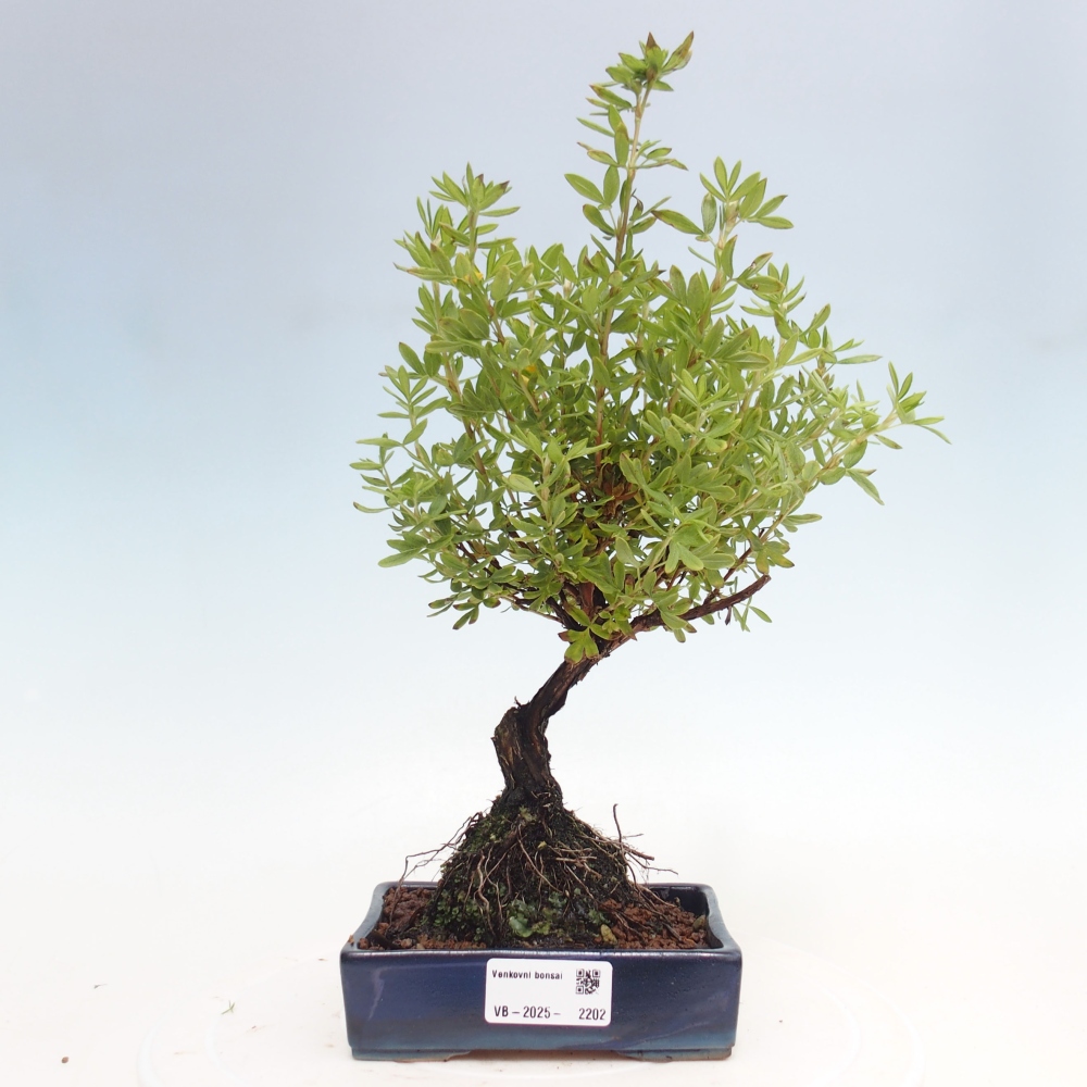 Outdoor bonsai-Cinquefoil - Potentila fruticosa yellow Bird