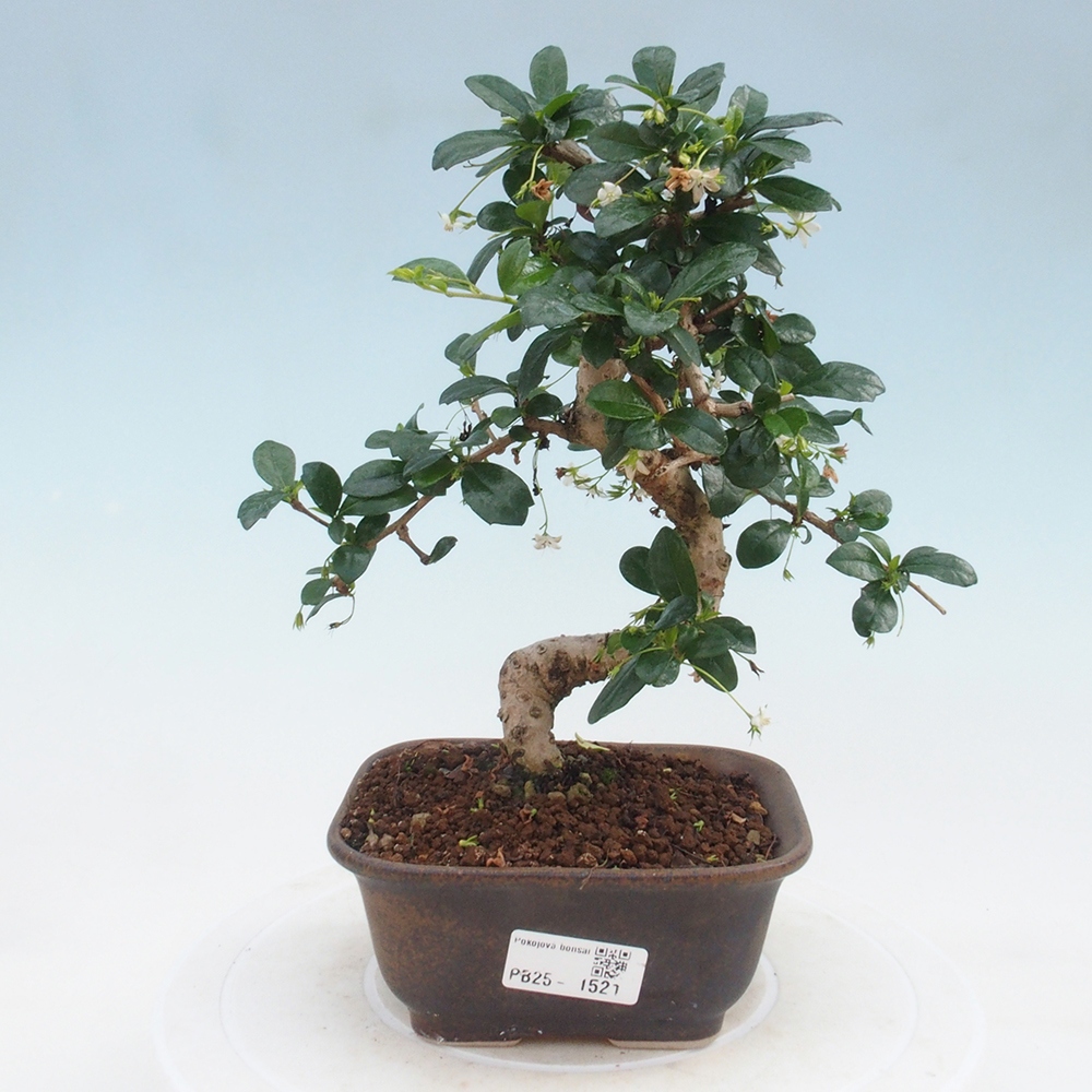 Indoor bonsai - Carmona macrophylla - Fuki tea