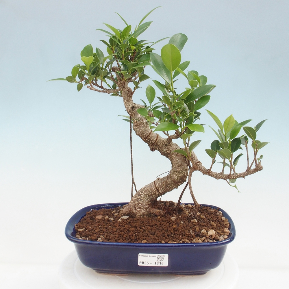 Indoor bonsai - Ficus kimmen - small-leaved ficus