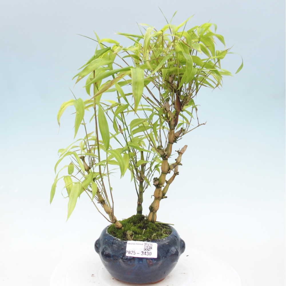 Room bonsai - Bamboo budha-Bamboo budha belly