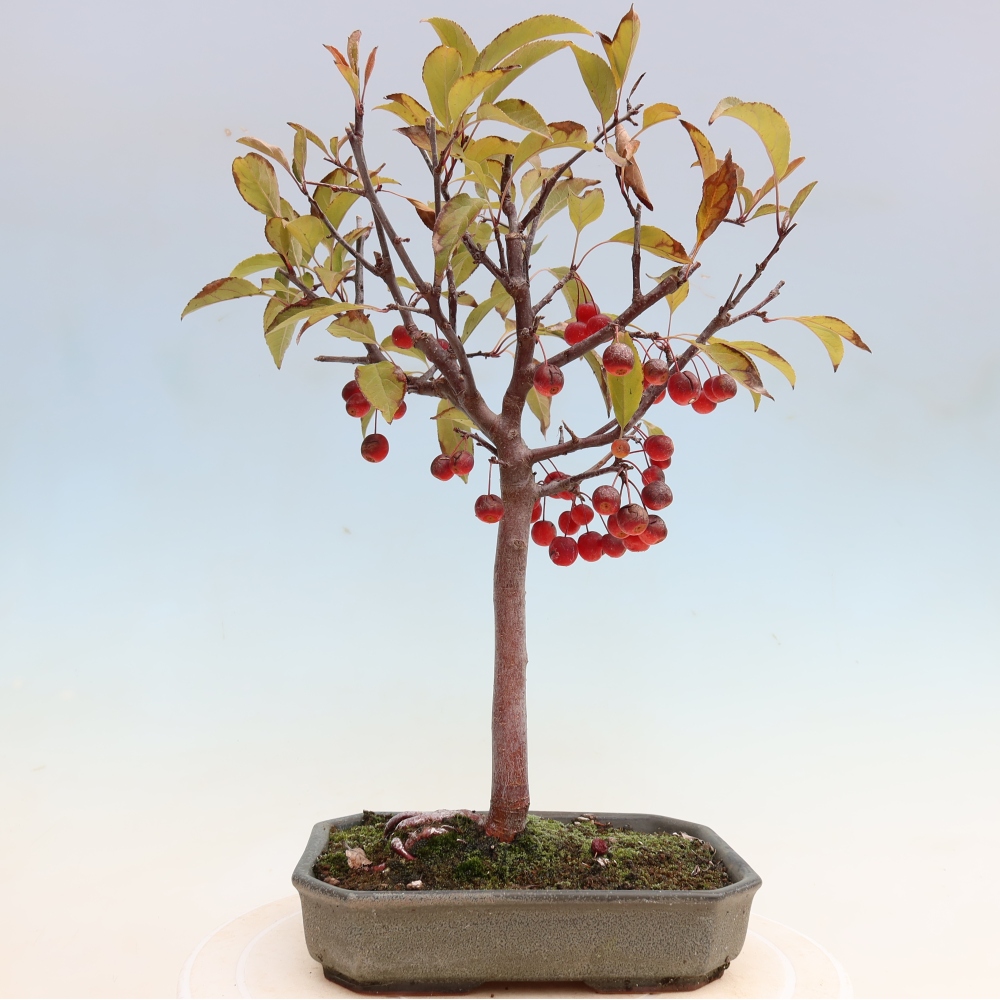 Outdoor bonsai -Malus domestica - Small-fruited red-leaved apple tree