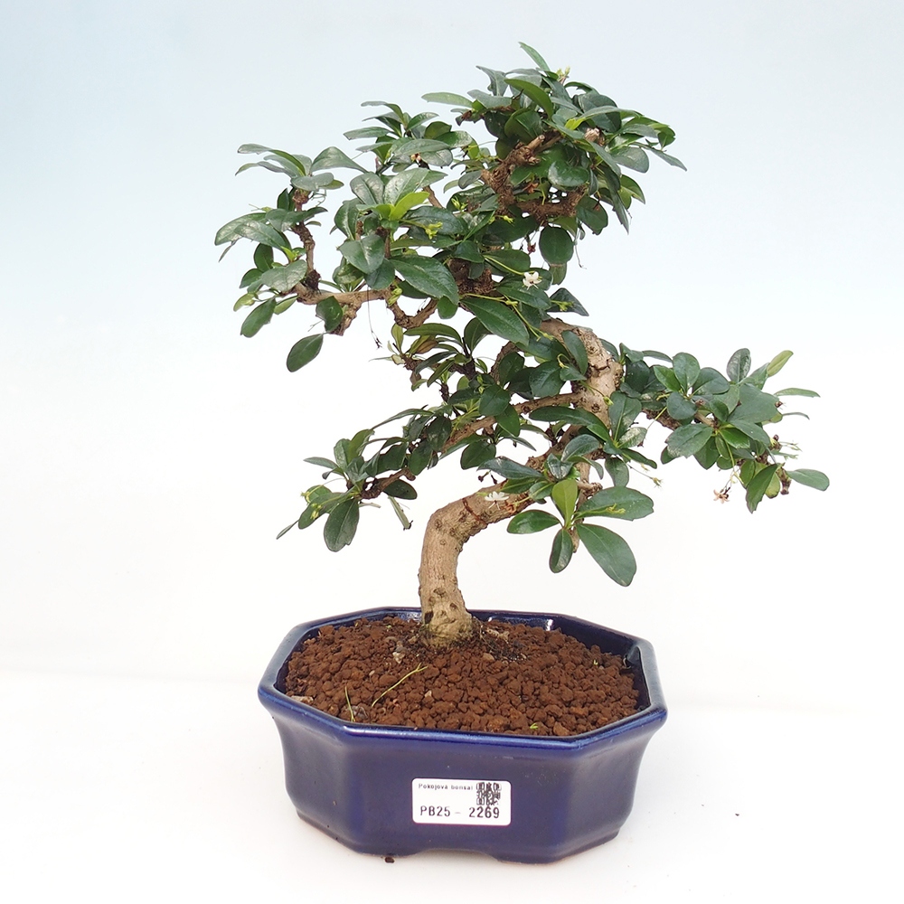 Room bonsai - Carmona macrophylla - Tea fuki