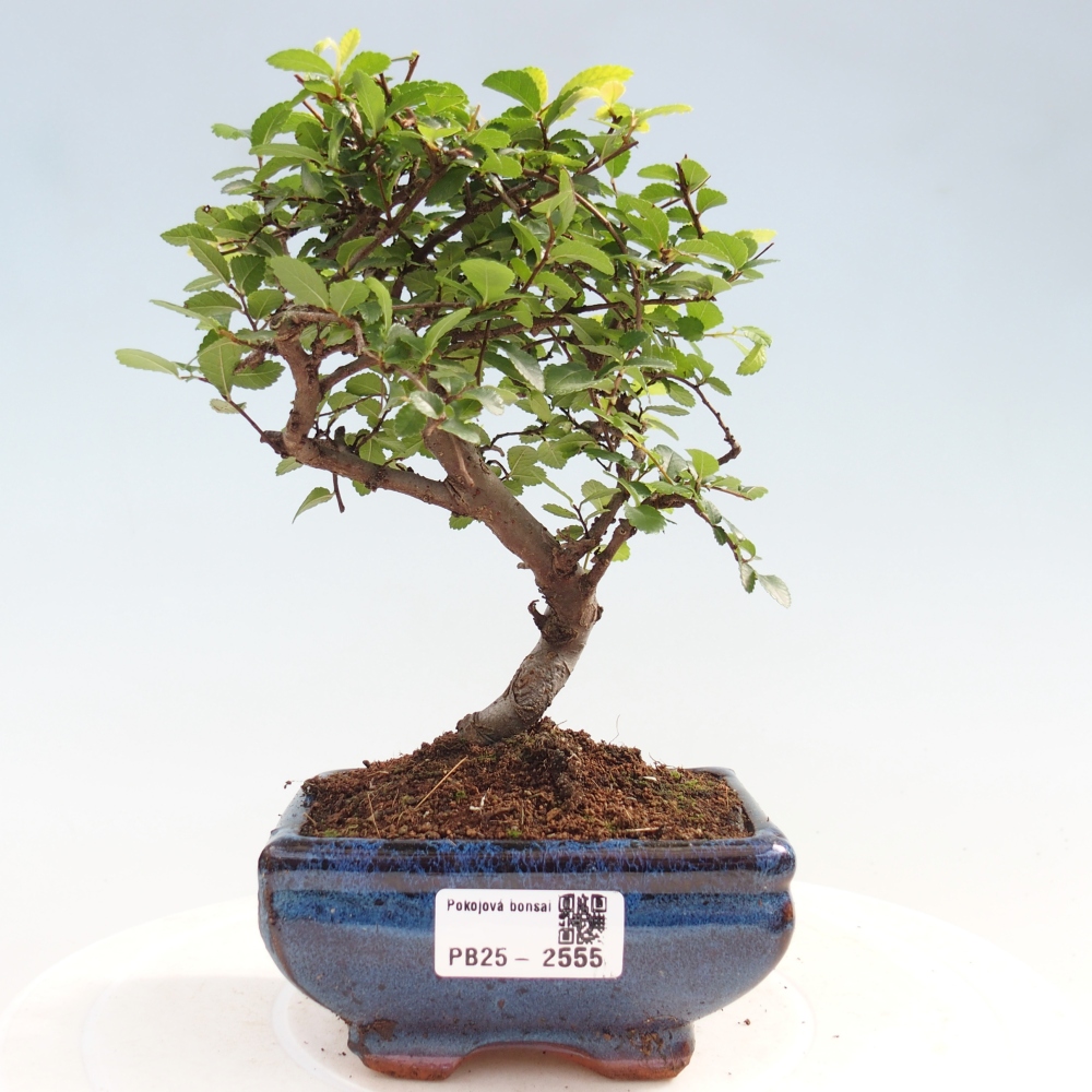 Indoor bonsai - Ulmus parvifolia - Small leaf elm
