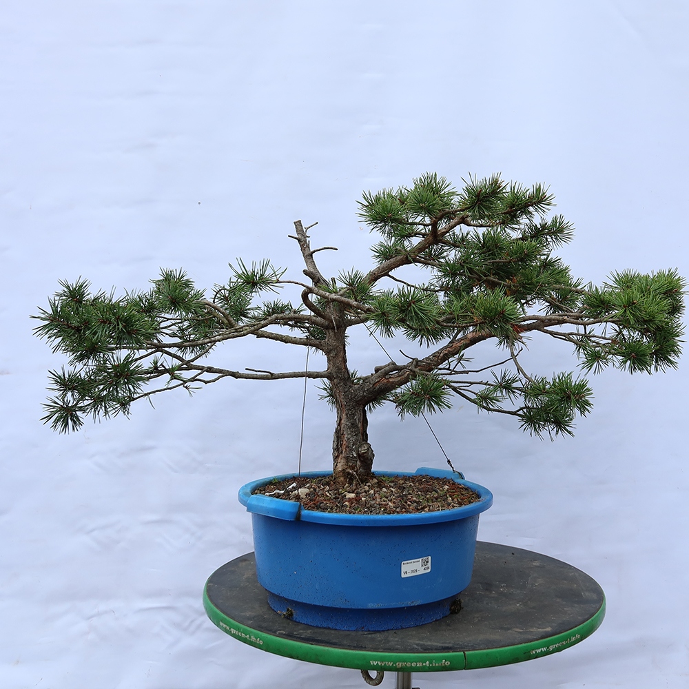 Pinus sylvestris Spain - Scots pine