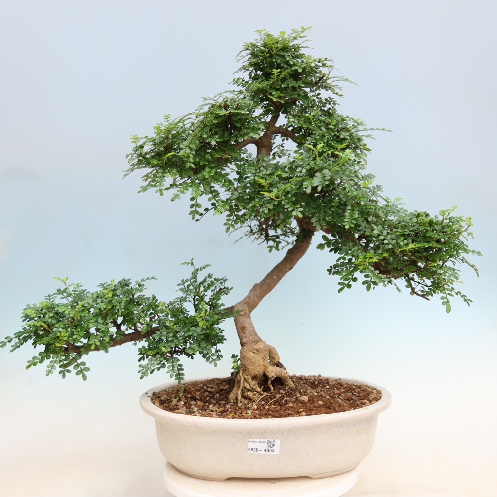Room bonsai - Zantoxylum piperitum - pepper tree