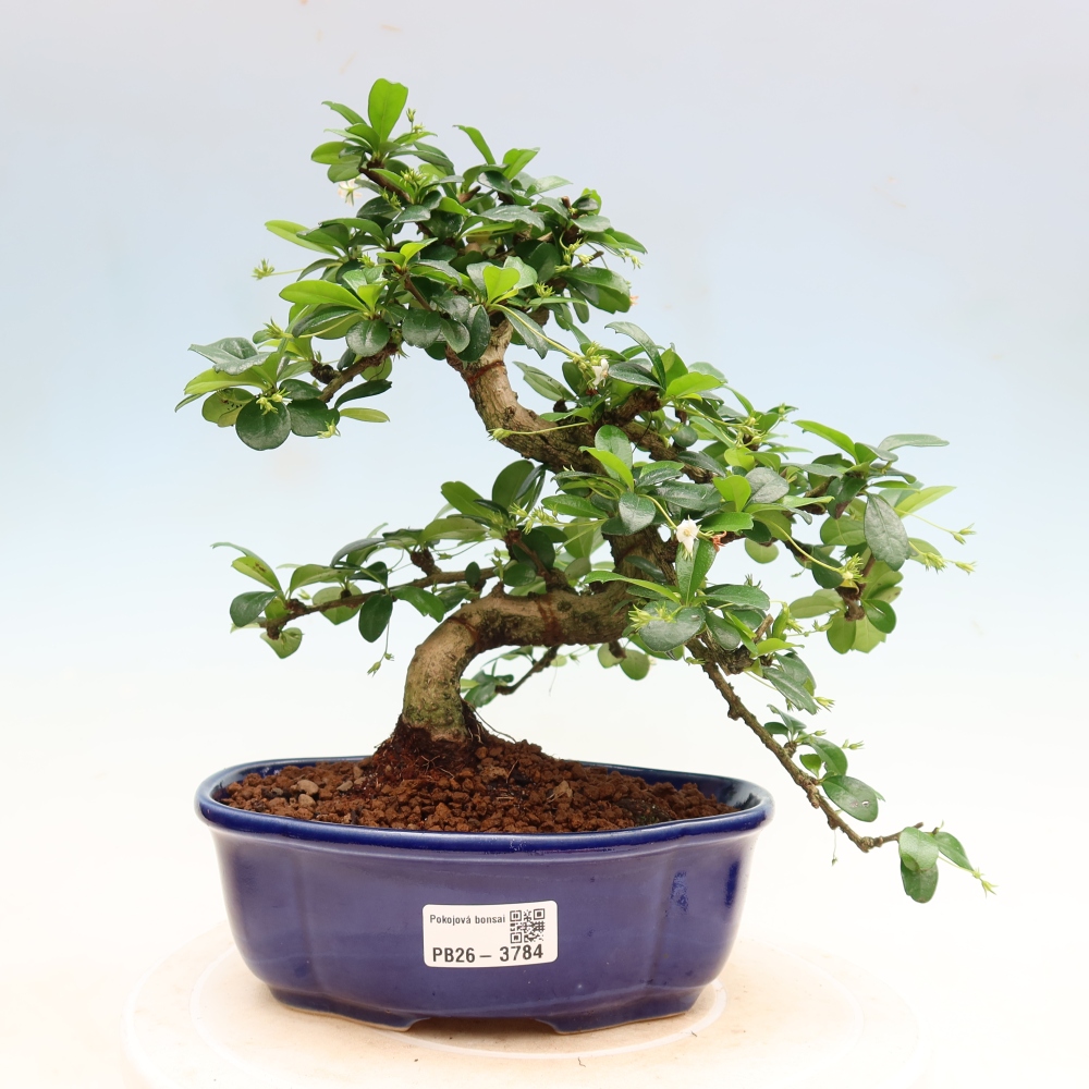 Room bonsai - Carmona macrophylla - Tea fuki