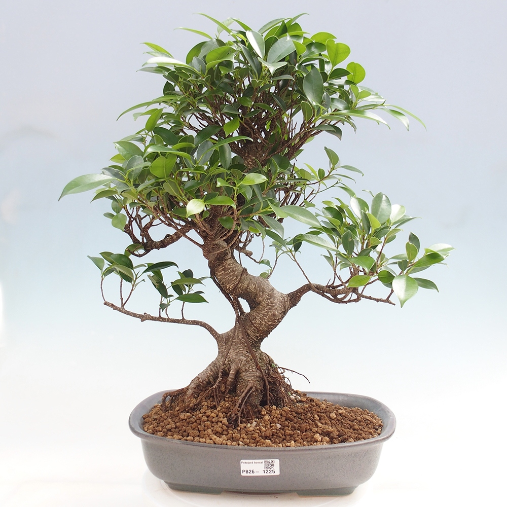 Room bonsai - Ficus kimmen - small-leaved ficus