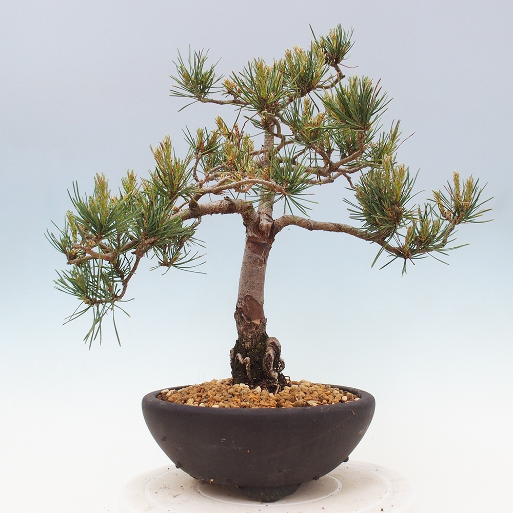 Outdoor bonsai - Pinus Sylvestris - Scots pine