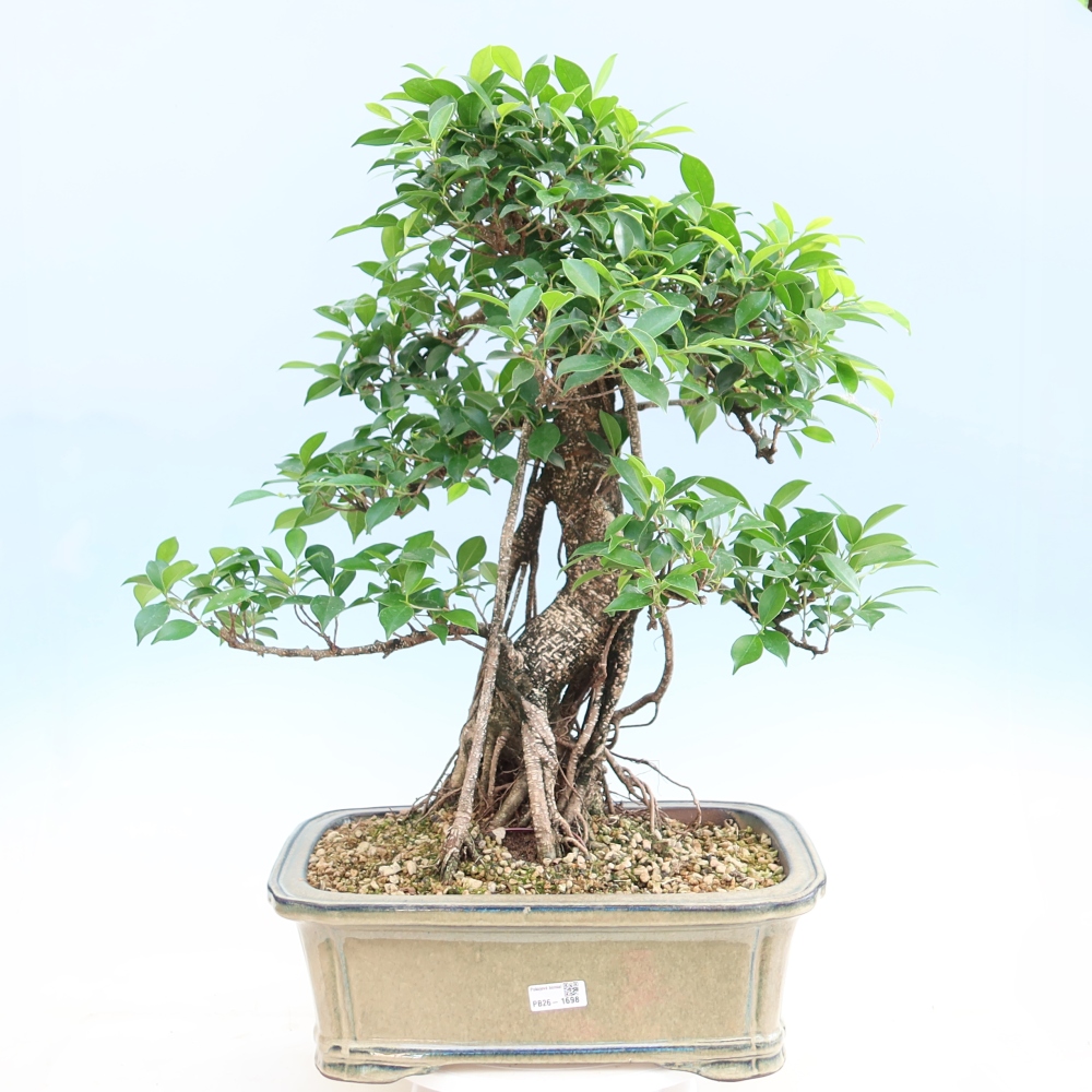 Room bonsai - Ficus kimmen - small-leaved ficus