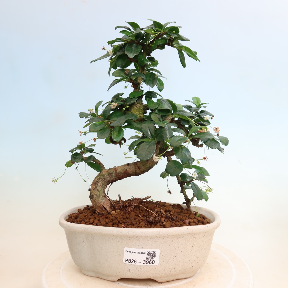 Room bonsai - Carmona macrophylla - Tea fuki