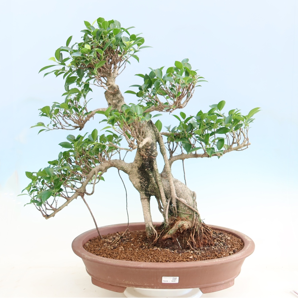 Room bonsai - Ficus kimmen - small-leaved ficus