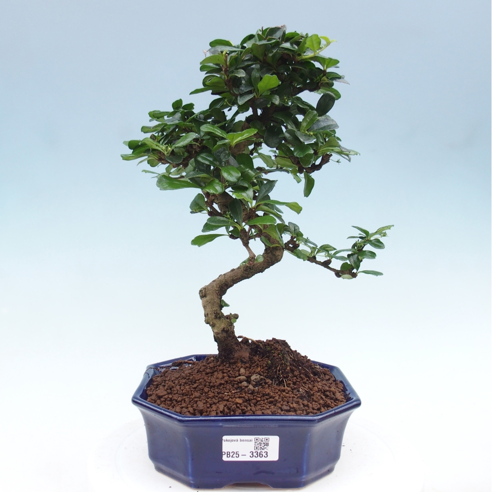 Room bonsai - Carmona macrophylla - Tea fuki