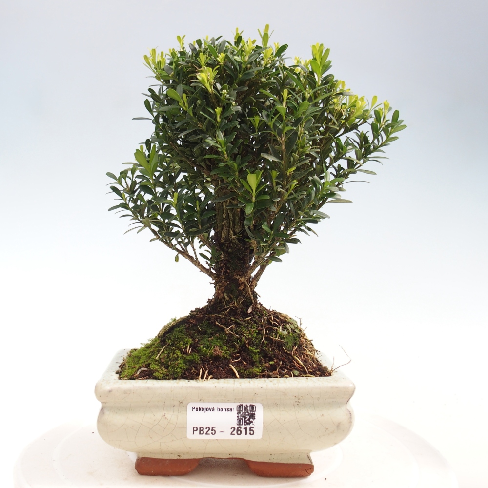 Room Bonsai - Buxus harlandii - Cork boxwood