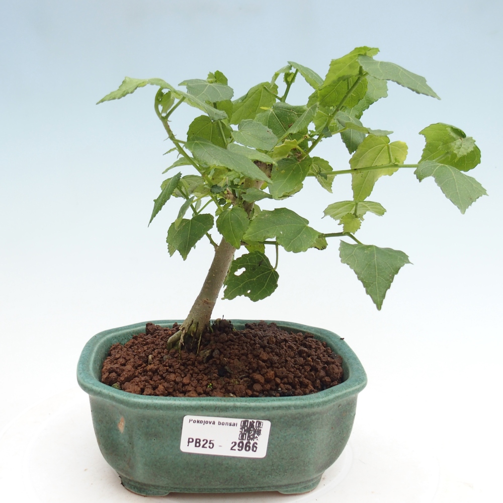 Indoor bonsai - Malvaviscus arboreus - woody hibiscus