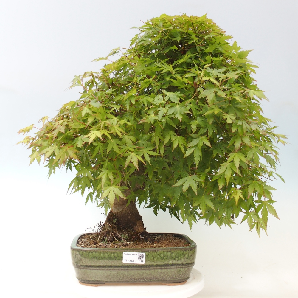 Outdoor bonsai - Acer palmatum - pallet preparation ONLY