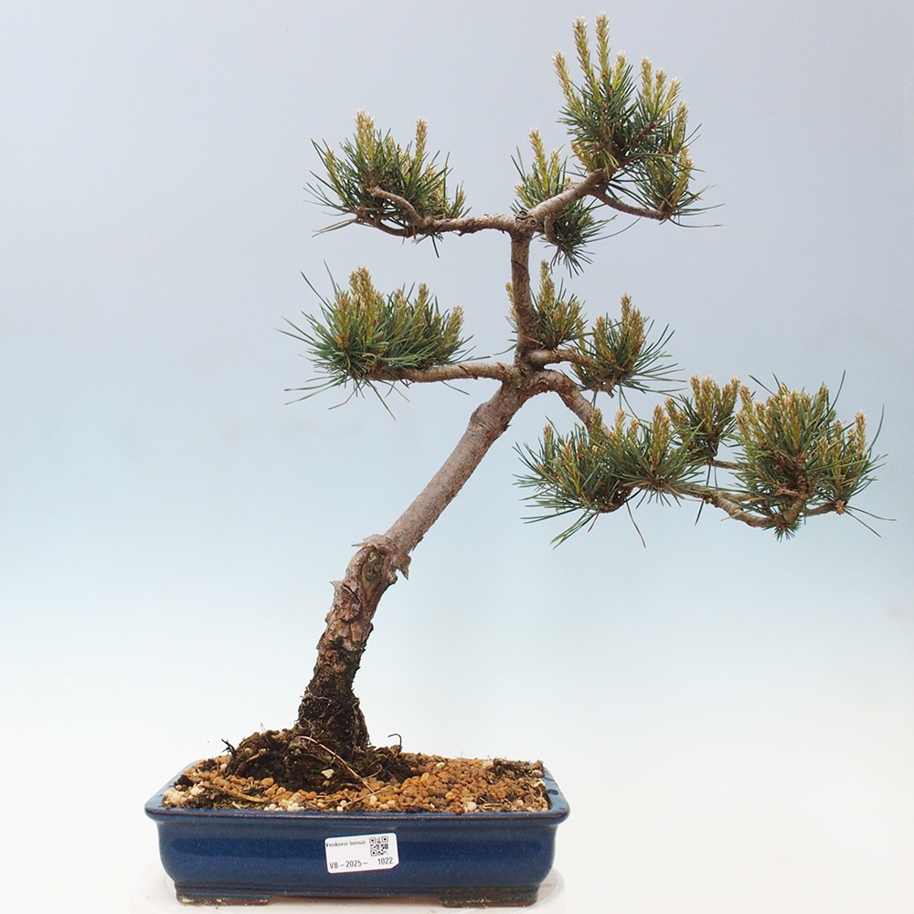 Outdoor bonsai - Pinus Sylvestris - Scots pine