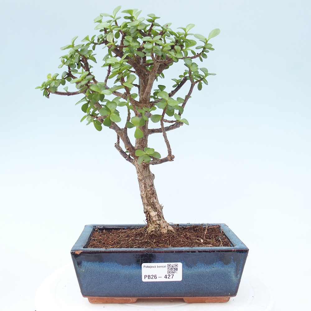 Room bonsai - Portulakaria Afra - Tlustice