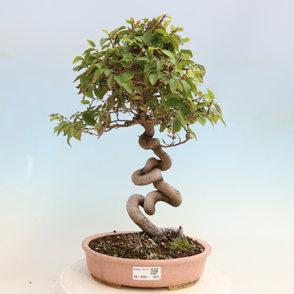 Outdoor bonsai -Carpinus CARPINOIDES - Korean Hornbeam