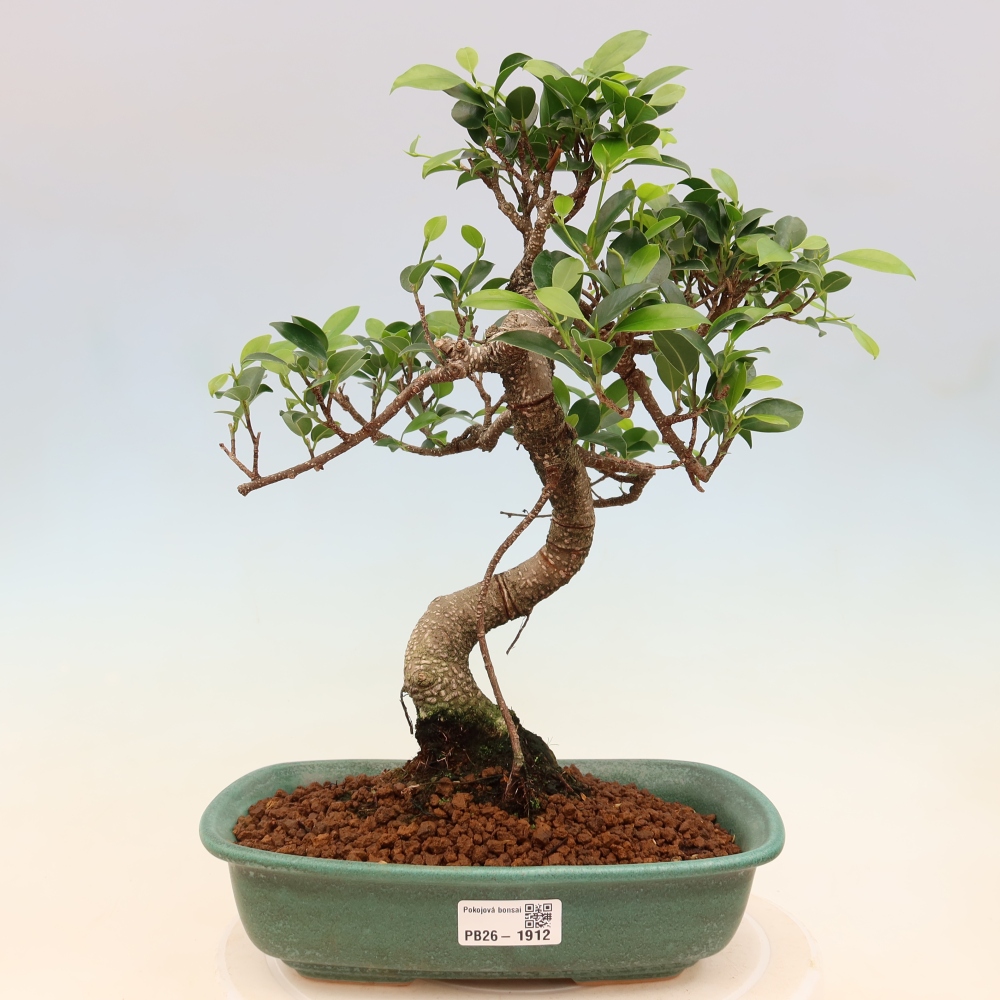 Room bonsai - Ficus kimmen - small-leaved ficus
