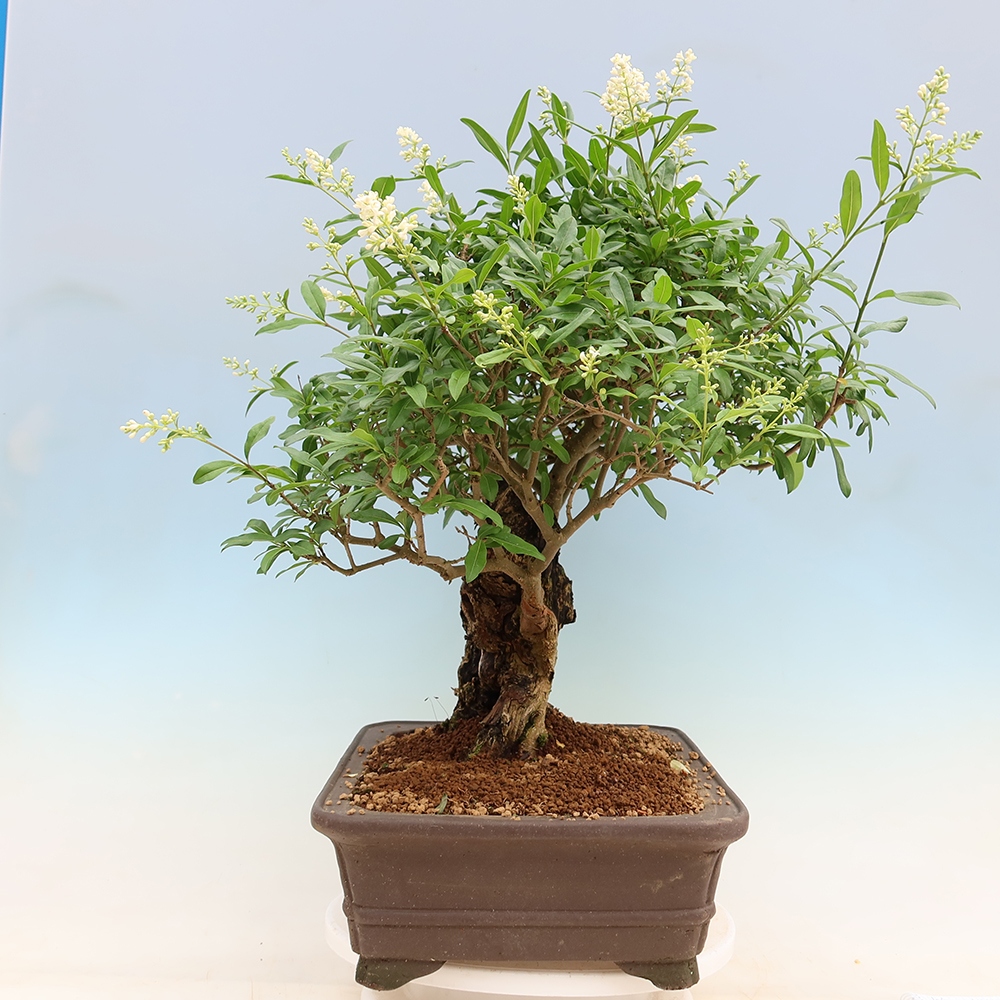 Outdoor bonsai - Ligustrum vulgare - Birds Beak